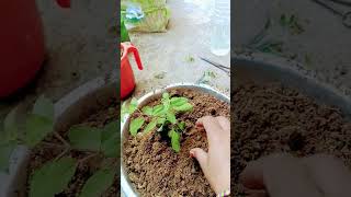 Jindagi mein ham muskurana Sikh lo garden tips viral short Greenfield [upl. by Haliled]