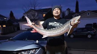 Sturgeon fishing at Sacramento River First and only keeper of 2024 [upl. by Inness387]