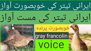 gray francolin voice  Irani teetar ki awaz [upl. by Ahsaten399]