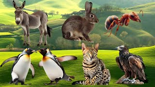 Amazing Familiar Animals Playing Sound Leopard Giraffe Frog Rhino Duck  Animal Moments [upl. by Cimah]