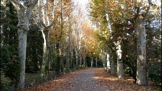 Antonio Machado  A un olmo seco videoclip [upl. by Glanti]