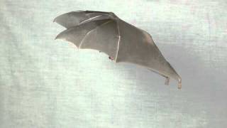 Bats in Slow Motion 2 [upl. by Bartle]