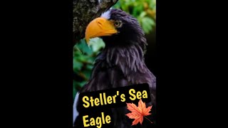 The Majestic Steller’s Sea Eagle In Canada 🇨🇦 [upl. by Ardnuhsal391]