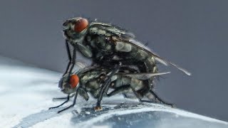 Flesh flies mating [upl. by Kcam997]