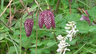 Hofgarten Seltene Schachbrettblumen  Rare chess flowers  Fritillaria meleagris [upl. by Anirod]