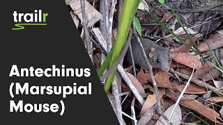 Antechinus Marsupial Mouse  Kuringgai Chase National Park  Australian Animals [upl. by Reffinnej824]