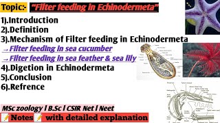 Filter feeding in Echinodermeta  Digetion and nutrition in Echinodermeta  filter feeding [upl. by Roybn]