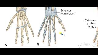 Extensor digitorum  Extensor digiti minimi 2 [upl. by Aiyram325]