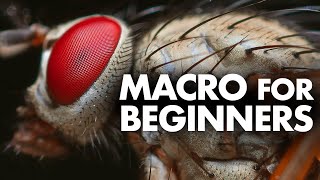 Macro Photography for Beginners – Complete Tutorial [upl. by Tootsie]