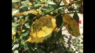 Why Are My Leaves Suddenly Turning Yellow Overnight [upl. by Ashly]