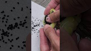 How To Get Seeds From Ferocactus Fruit nature cactus fruit ferocactus shorts seeds succulents [upl. by Mott944]