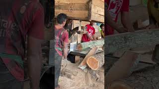 Expert Sawmill Operators Sharing Mastery in Precision Cutting and Wood Processing [upl. by Ecienaj826]