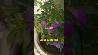 Balsam gul mehndi ka plant [upl. by Nasus]