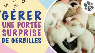 Comment Gérer Une Portée Surprise De Bébés Gerbilles et comment léviter [upl. by Vetter]