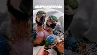 This man rescued a nest of baby parrots and brought them to a loving home animalshorts [upl. by Odlavso]