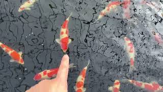 Matsue koi farm ครั้งแรก [upl. by Ymassej]