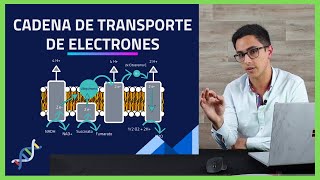 Respiracion Celular💥 Cadena Transportadora de ELECTRONES paso a paso 🧪BIOQUIMICA🧪 003 [upl. by Jehovah]