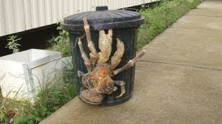 Pollution Responsible for Huge Super Crabs [upl. by Aurelio384]