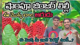 షాంపూ జింజర్ లిల్లీ ఇది చాలా అరుదైన మొక్కShampoo Ginger Lilly plant its very rare [upl. by Aitenev]