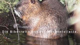 Biberratte bei der Morgentoilette 🐾Nutria  baño de la mañana alemáncastellano  alemán fácilmente [upl. by Nnarefinnej]