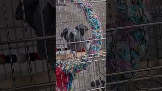 ചിക്കൂട്ടൻ Malayalam talking parrot  African grey parrot  shorts  shorts video [upl. by Vaenfila]