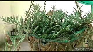 String of Bananas succulent in Hanging BasketHow to grow and care [upl. by Aihtnis363]