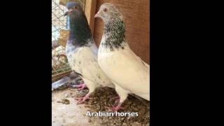 tippler pigeons golden حمام باكستاني قولدن بيور مطيار صعب [upl. by Alys]