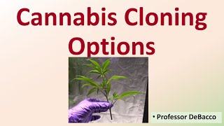 Cannabis Cloning Optional Methods [upl. by Aurea]