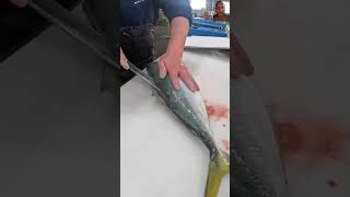 釣った魚の捌き方 tuna 魚の捌き方 fishing 刺身 salmon 魚の調理法 fish 魚の締め方 🐟🐠 [upl. by Eselrahc]