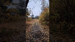 Wald und Dünenheide bei Neuendorf auf der Insel Hiddensee  24112024 travel love nature 1k [upl. by Liatris]