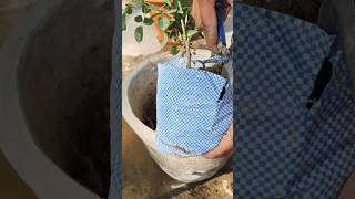 Rose plant repotting roseplantgrowingtips rose youtubeshorts flowers gardeningtips flowers [upl. by Marsiella]