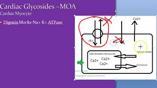 Pharmacology 577 a Cardiac Glycosides Digoxin Digitalis Mechanism Of Action ECG Heart Failure Drugs [upl. by Gerfen]