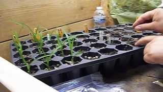 How to Grow Daylily Seeds ❀ PART 4 ❀ Planting Seedlings in Pots [upl. by Ramraj]