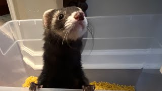 Macaroni and Ferrets Best Funny Animal Videos 2023  Funniest Ferret Videos [upl. by Justine]