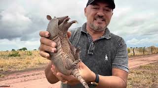 CHARLLES E TIRINGA MOSTRANDO A ROTINA DA FAZENDA DO PIAUÍ PARTE 5  COMÉDIA SELVAGEM [upl. by Bakeman]