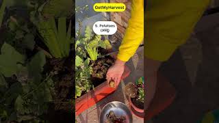 9 Vegetables that grow easily in pots Ab Gamle mein kheti karo maze se shorts [upl. by Brouwer169]