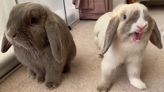 Mini Lop Rabbits  Holland Mini Lop Bunnies Playing [upl. by Oiraved]