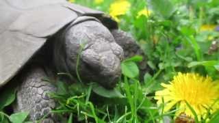 Pedro  The Marginated Tortoise  loves dandelion flowers  liebt Löwenzahnblüten [upl. by Pickford858]