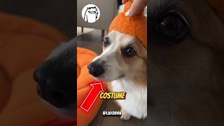 TUTTI GLI ALTRI CANI RIDONO DEL SUO COSTUME DI HALLOWEEN 😭💔 [upl. by Dahlstrom]