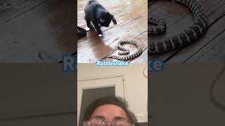 Rattlesnake is extremely poisonous be careful black cat [upl. by Aehsa]