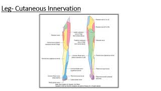 Lower Limb  Cutaneous innervation of leg httpswebfacebookcomdranatomy786 [upl. by Marten]