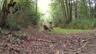 MAGNIFIQUE TIR SANGLIER EN BATTUE 2 CAMERAS  Dexter Prod [upl. by Alyakcim]