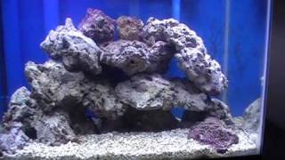 My 10 Gal Nano Reef Day 28 No big changes [upl. by Blynn]