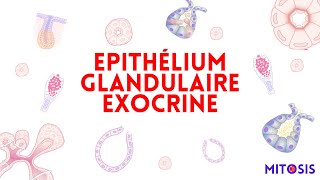 Les épithéliums glandulaires exocrines [upl. by Jessamyn]