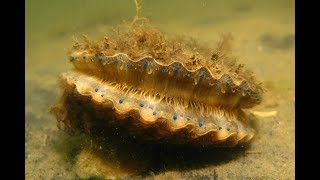 Snorkeling and Scalloping in CrystalRiver Florida [upl. by Gapin208]