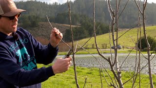 Winter Pruning of Apple Trees in a 500 Tree Orchard at 5th Crow Farm [upl. by Aihsemaj900]