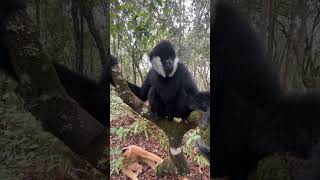 Gibbon Checking My Camera 😁🎥 primate gibbon monkey [upl. by Aoket]