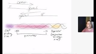 Parts of the lac operon [upl. by Jamil715]