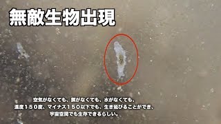 微生物田んぼ水槽から地上最強の最強の生物が発見されました。＃０１０ [upl. by Arbe]