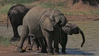 Elephants of Pilanesberg National Park March 2024 [upl. by Tabib]